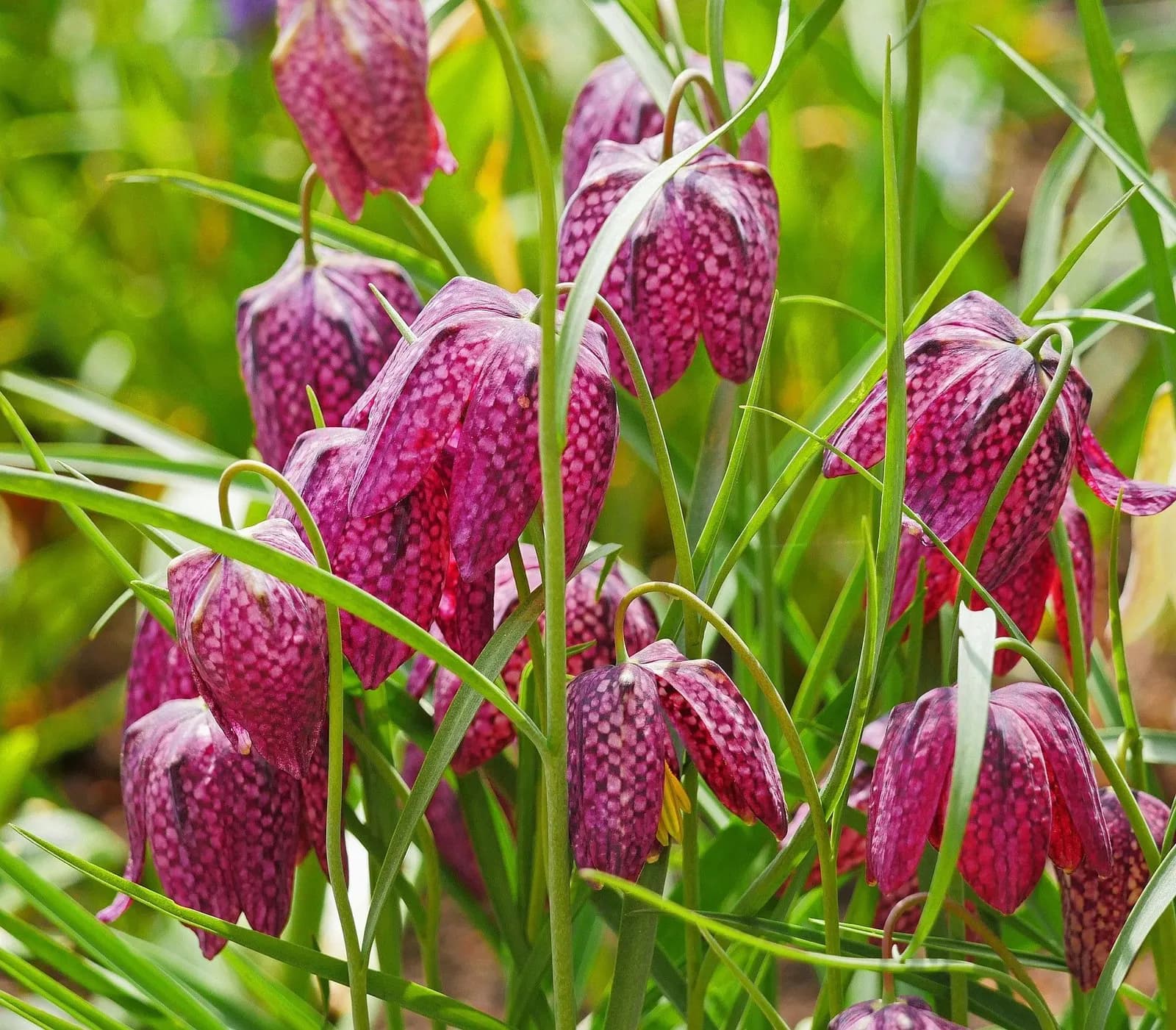 Lila Schachbrettblumen auf einer feuchten Wiese