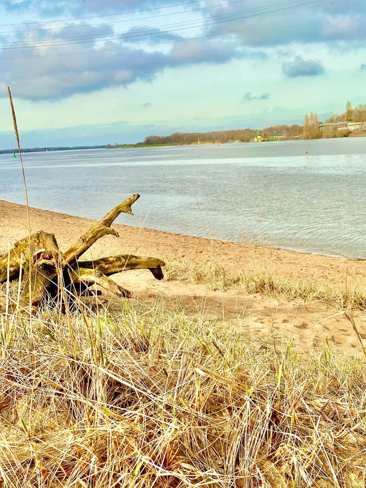 Treibholz am Weser-Sandstrand